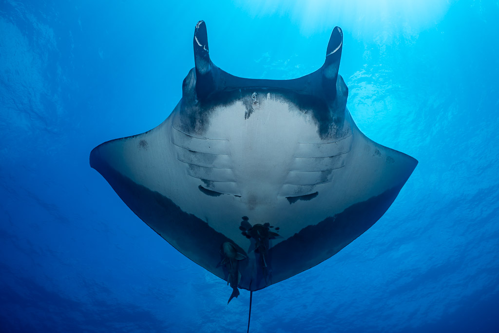 Giant oceanic manta ray pale belly framed against sunlit surface, Roca Partida, Revillagigedo, Mexico