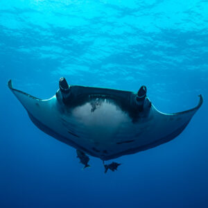 Giant oceanic manta ray approaching from a distance below the surface, Roca Partida, Revillagigedo, Mexico
