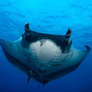 Giant oceanic manta ray from below with wing tips curled up, Roca Partida, Revillagigedo, Mexico