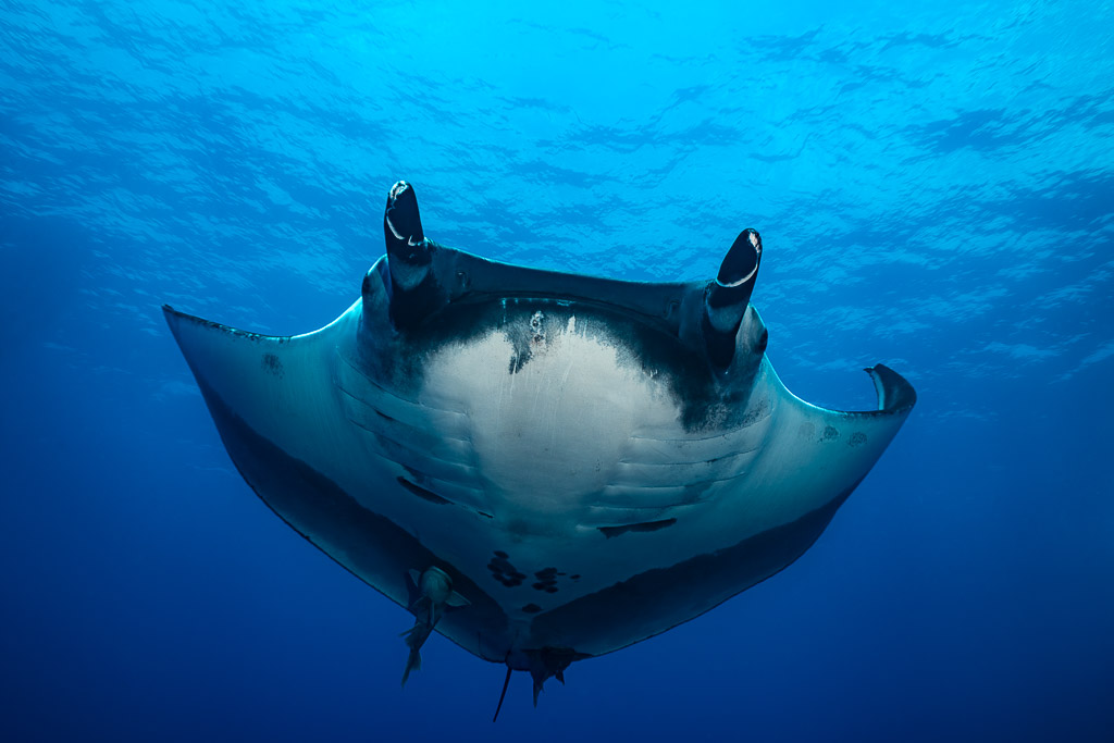 Giant oceanic manta ray from below with wing tips curled up, Roca Partida, Revillagigedo, Mexico