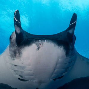 Close-up of a giant oceanic manta ray head and mouth from below, Roca Partida, Revillagigedo, Mexico