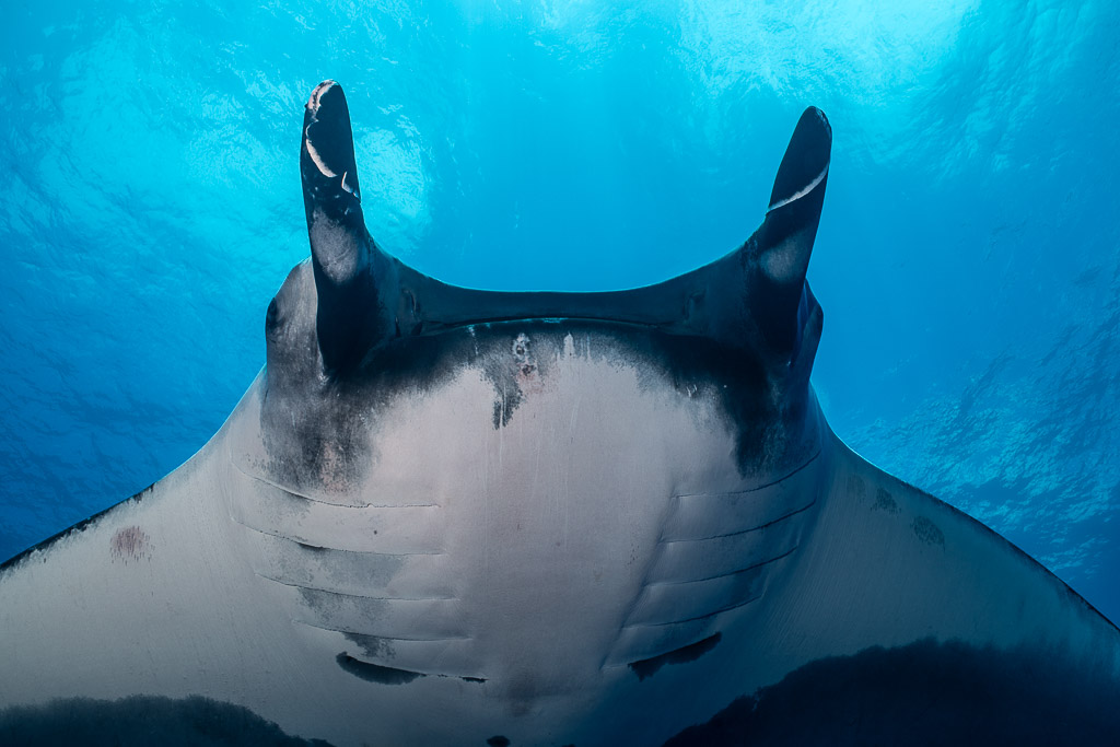 Close-up of a giant oceanic manta ray head and mouth from below, Roca Partida, Revillagigedo, Mexico