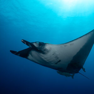 Giant oceanic manta ray banking under the sun, pale underside in diagonal, Roca Partida, Revillagigedo, Mexico