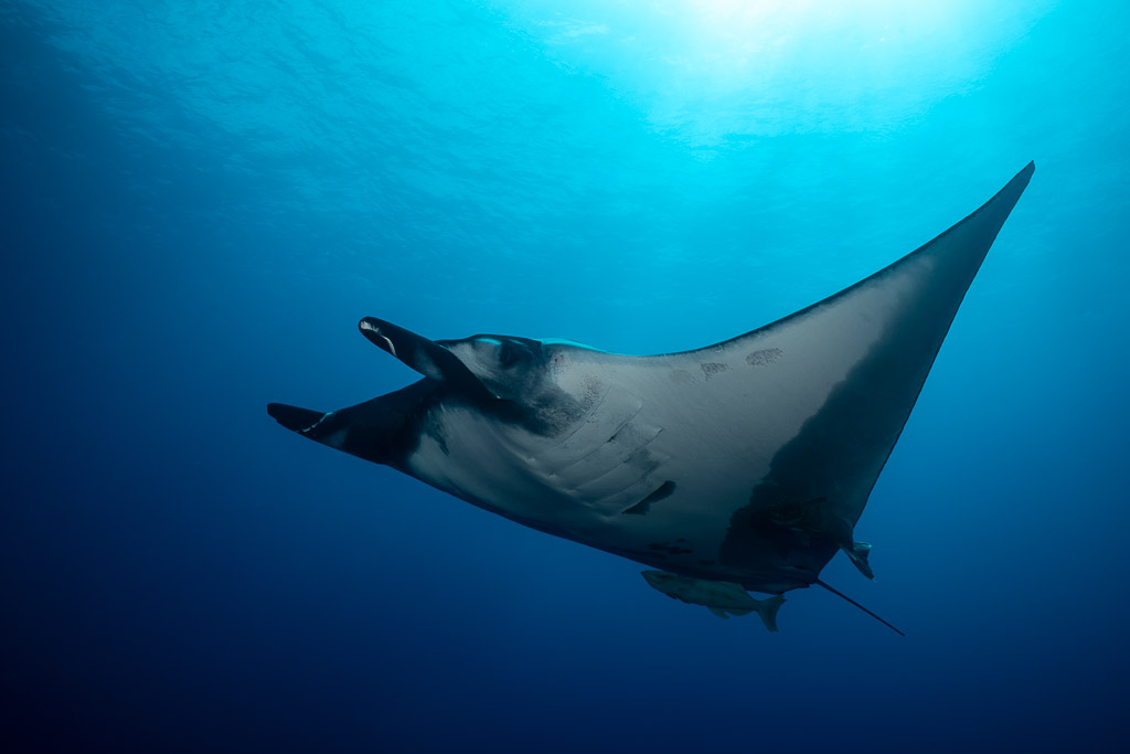 Giant oceanic manta ray banking under the sun, pale underside in diagonal, Roca Partida, Revillagigedo, Mexico