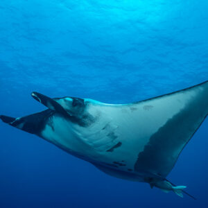 Giant oceanic manta ray banking with mouth open, diagonal composition, Roca Partida, Revillagigedo, Mexico