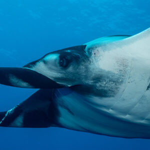 Close-up of a giant oceanic manta ray open mouth and cephalic fins, Roca Partida, Revillagigedo, Mexico
