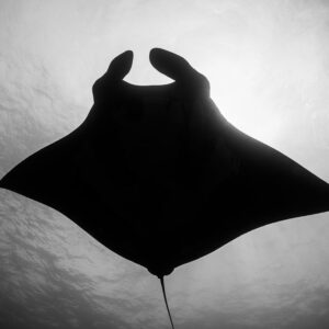 Black-and-white silhouette of a giant oceanic manta ray against the surface, Roca Partida, Revillagigedo, Mexico