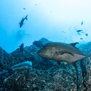 Black jack swimming over a rocky reef with whitetip reef sharks below, Roca Partida, Revillagigedo, Mexico