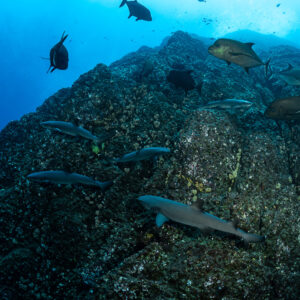 Whitetip reef sharks and black jacks gathering over a rocky pinnacle, Roca Partida, Revillagigedo, Mexico