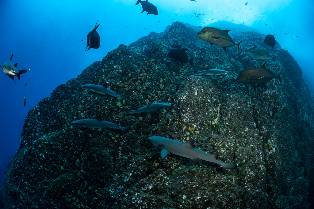 Whitetip reef sharks and black jacks gathering over a rocky pinnacle, Roca Partida, Revillagigedo, Mexico