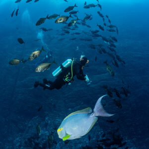 Diver among trevallies with a yellowfin surgeonfish in the foreground, vertical, Roca Partida, Revillagigedo, Mexico