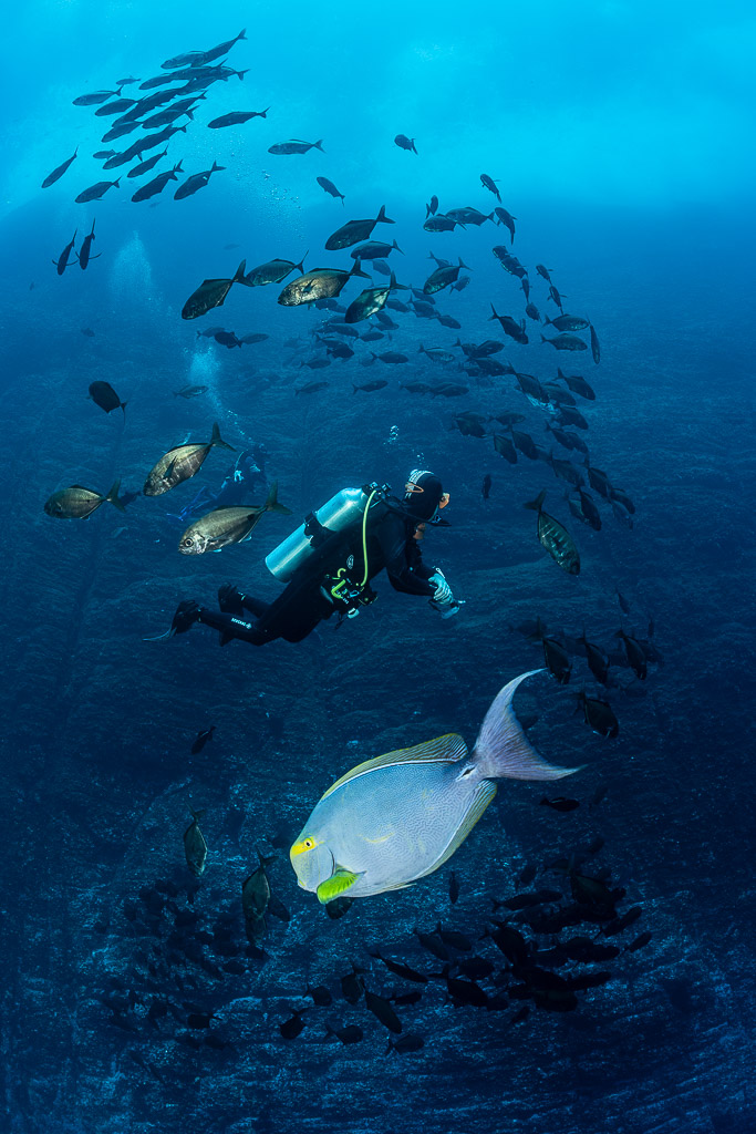 Diver among trevallies with a yellowfin surgeonfish in the foreground, vertical, Roca Partida, Revillagigedo, Mexico