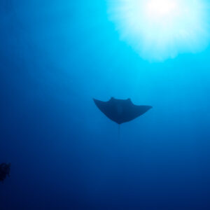 Distant giant oceanic manta ray above a diver silhouette under sunburst, Roca Partida, Revillagigedo, Mexico