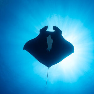 Giant oceanic manta ray silhouetted against a bright sunburst from below, Roca Partida, Revillagigedo, Mexico