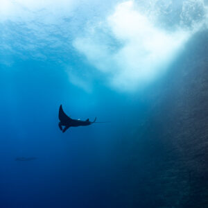 Small giant oceanic manta ray silhouette beside a wall under surf, Roca Partida, Revillagigedo, Mexico
