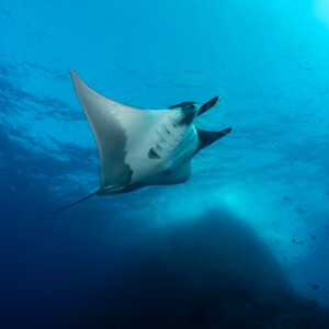 Pale-bellied giant oceanic manta ray rising above a rocky pinnacle, Roca Partida, Revillagigedo, Mexico