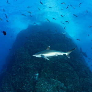 Silvertip shark swimming in front of a pinnacle top with fish above, vertical crop, Roca Partida, Revillagigedo, Mexico