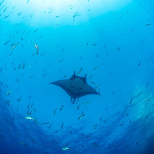 Giant oceanic manta ray under a swirl of small fish, seen from below, Roca Partida, Revillagigedo, Mexico