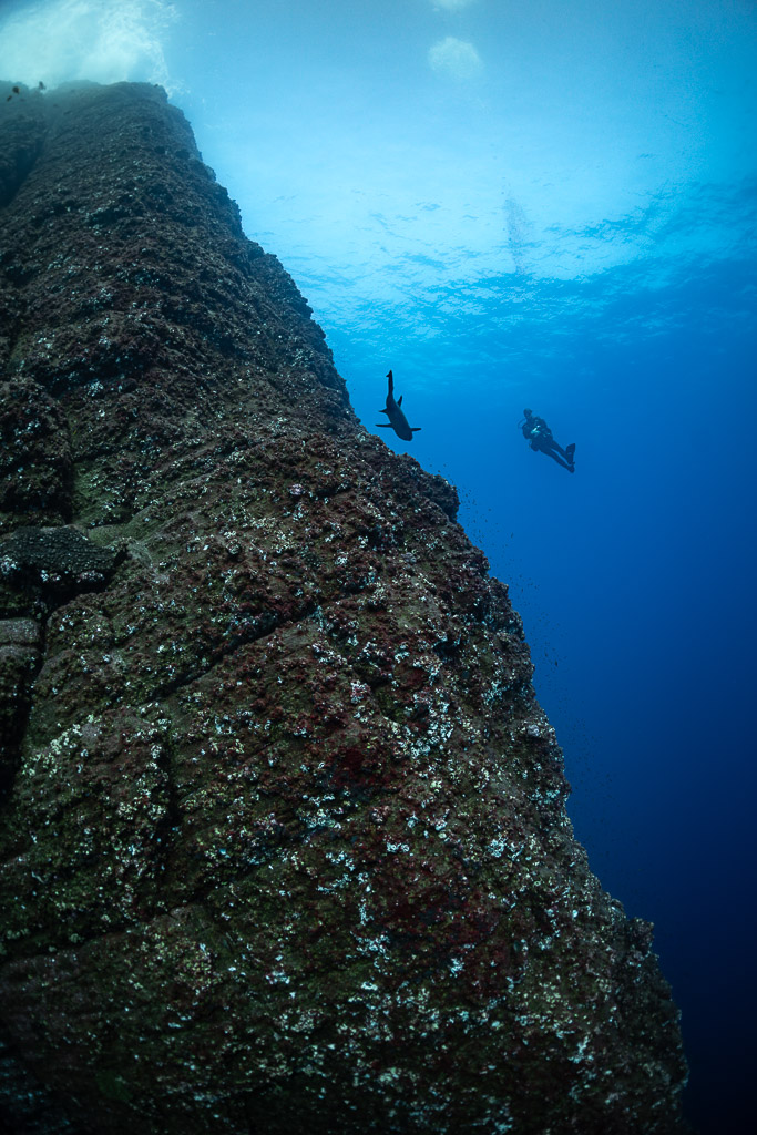 Shark and diver beside a towering rock wall rising to the surface, vertical, Roca Partida, Revillagigedo, Mexico