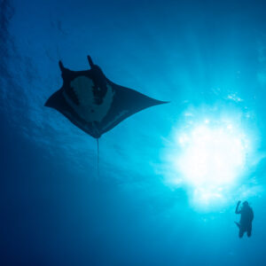 Giant oceanic manta ray above a diver beside a bright sunburst, Roca Partida, Revillagigedo, Mexico