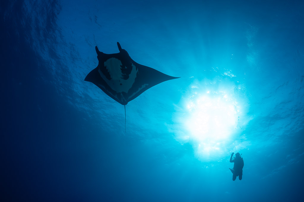 Giant oceanic manta ray above a diver beside a bright sunburst, Roca Partida, Revillagigedo, Mexico