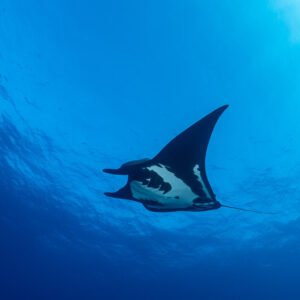 Black giant oceanic manta ray with white patches gliding below the surface, Roca Partida, Revillagigedo, Mexico