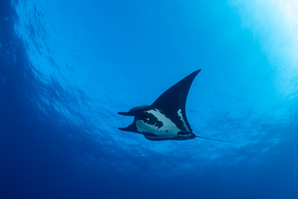Black giant oceanic manta ray with white patches gliding below the surface, Roca Partida, Revillagigedo, Mexico