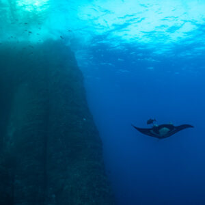 Giant oceanic manta ray beside a massive pinnacle under the surface, Roca Partida, Revillagigedo, Mexico