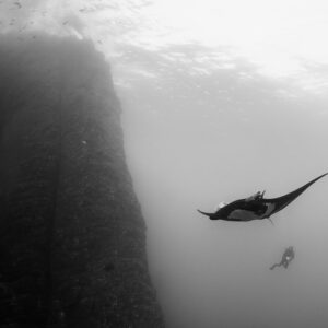 Black-and-white manta ray and diver beside a towering pinnacle, Roca Partida, Revillagigedo, Mexico