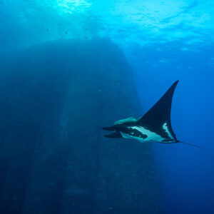 Black giant oceanic manta ray passing in front of a pinnacle wall, Roca Partida, Revillagigedo, Mexico