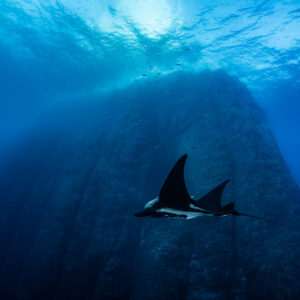Two giant oceanic manta rays overlapping in front of a pinnacle, Roca Partida, Revillagigedo, Mexico