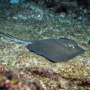 Diamond stingray resting on algae-covered rocky bottom beside a guineafowl puffer, Punta Tosca (Socorro), Revillagigedo, Mexico