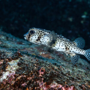 Spot-fin porcupinefish resting on a dark rock ledge, side view, Punta Tosca (Socorro), Revillagigedo, Mexico
