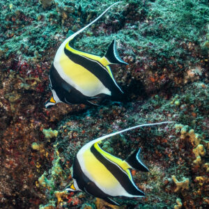 Two Moorish idols swimming one above the other along the rocky reef, vertical, Punta Tosca (Socorro), Revillagigedo, Mexico