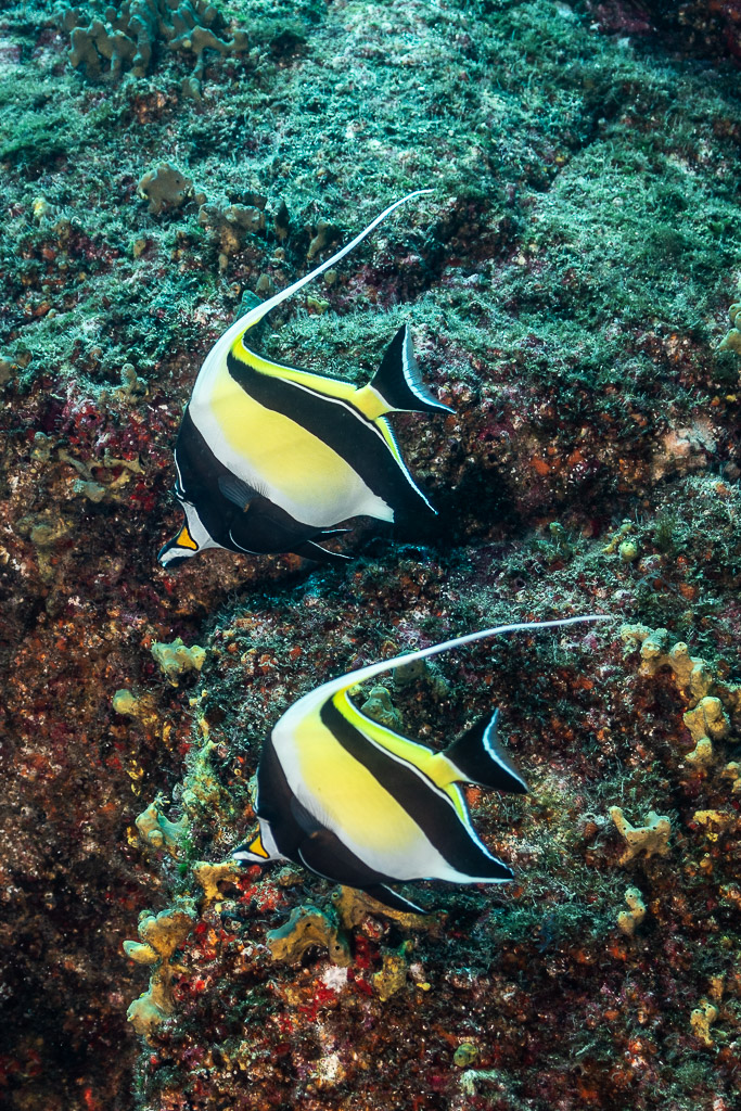 Two Moorish idols swimming one above the other along the rocky reef, vertical, Punta Tosca (Socorro), Revillagigedo, Mexico