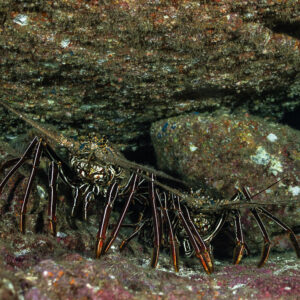 Two spiny lobsters with banded legs sheltering under a rock overhang, Punta Tosca (Socorro), Revillagigedo, Mexico