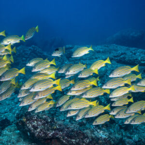 School of blue and gold snappers swimming over dark volcanic rocks, Punta Tosca (Socorro), Revillagigedo, Mexico