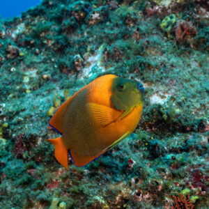 Clarion angelfish swimming over green algae-covered rocks, three-quarter view, Roca O'Neal (Socorro), Revillagigedo, Mexico