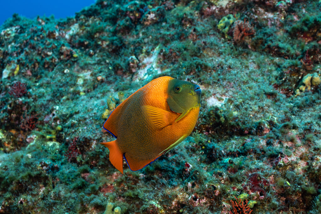 Clarion angelfish swimming over green algae-covered rocks, three-quarter view, Roca O'Neal (Socorro), Revillagigedo, Mexico