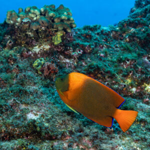Clarion angelfish below a coral head with blue water above, Roca O'Neal (Socorro), Revillagigedo, Mexico