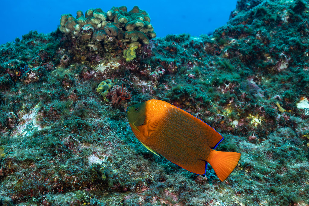 Clarion angelfish below a coral head with blue water above, Roca O'Neal (Socorro), Revillagigedo, Mexico