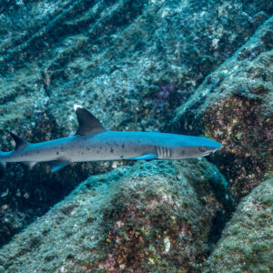 Whitetip reef shark swimming along a sloping rocky reef wall, Roca O'Neal (Socorro), Revillagigedo, Mexico
