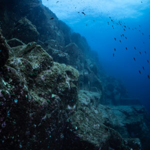 Volcanic rock wall rising toward the sunlit surface with small fish, vertical, Roca O'Neal (Socorro), Revillagigedo, Mexico