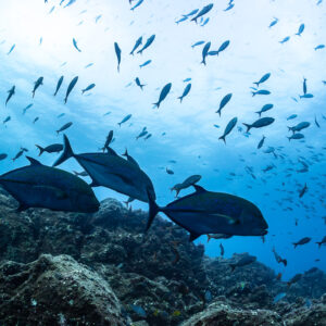 Three bluefin trevallies passing over the reef under a cloud of creolefish, Roca O'Neal (Socorro), Revillagigedo, Mexico