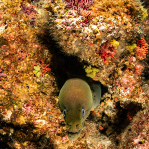 Green moray peering from a hole in an orange encrusted rock, vertical, Roca O'Neal (Socorro), Revillagigedo, Mexico