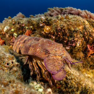 Galapagos slipper lobster resting on a rock covered with red algae, Roca O'Neal (Socorro), Revillagigedo, Mexico