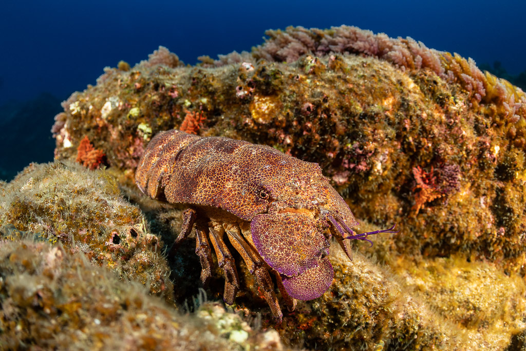 Galapagos slipper lobster resting on a rock covered with red algae, Roca O'Neal (Socorro), Revillagigedo, Mexico