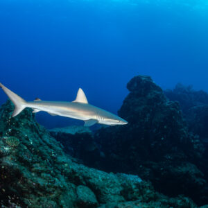 Silky shark cruising past dark volcanic pinnacles in deep blue water, Roca O'Neal (Socorro), Revillagigedo, Mexico