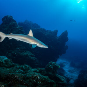 Silky shark gliding over rocky pinnacles with sun rays above, Roca O'Neal (Socorro), Revillagigedo, Mexico