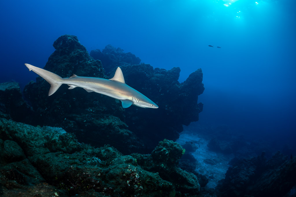 Silky shark gliding over rocky pinnacles with sun rays above, Roca O'Neal (Socorro), Revillagigedo, Mexico